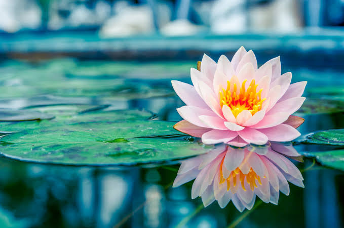 The Time is Now! Lotus